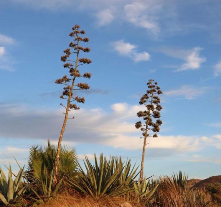 Cortijo Los Garridos - 8 Huespedes Fernan Perez エクステリア 写真